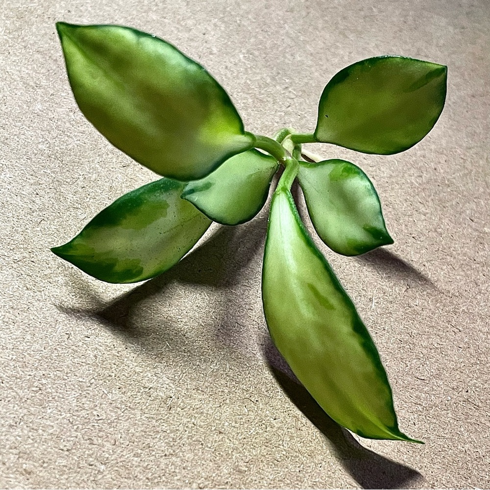 Hoya Heuschkeliana Variegata ~ now ROOTED